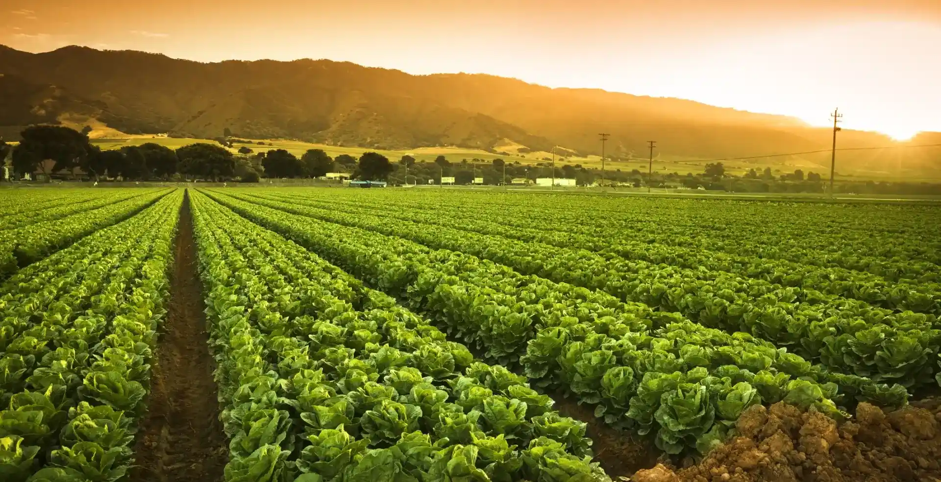 AgriCulture
